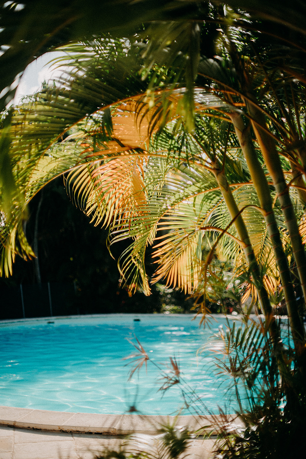 parc tropical du Caraïb'Bay Hôtel et vue sur la piscine