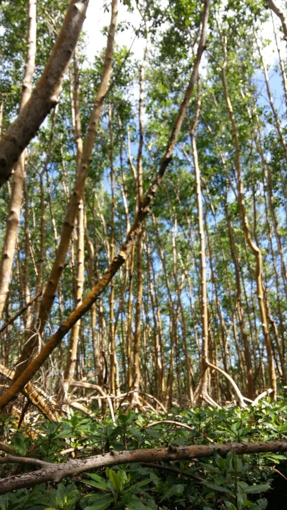 vue en contrebas de la mangrove en Guadeloupe
